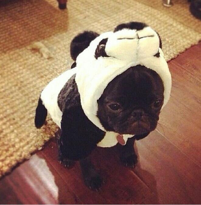 dog-cute-costume-kawaii-anima-pug-panda-1360368319
