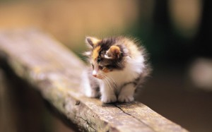 Pretty-Kittens-in-yard-kittens-13937766-1920-1200