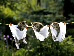 kittens-in-underpants-big